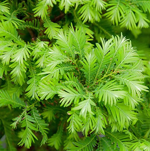 Urweltmammutbaum Chubby 40-60cm - Metasequoia glyptostroboides - lebende Gartenpflanze aus den Baumschulen