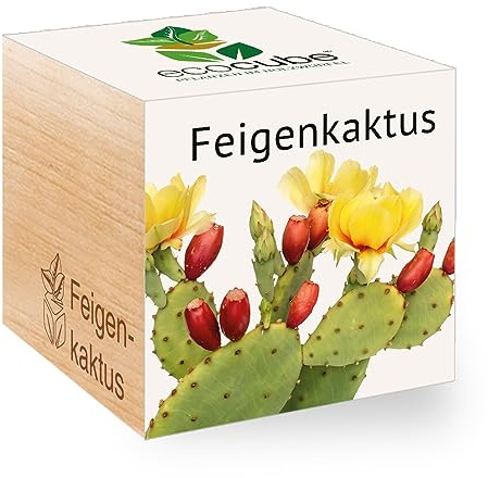 Ecocube Feigenkaktus, Nachhaltige Geschenkidee (100% Eco Friendly), Grow Your Own/Anzuchtset, Pflanzen Im Holzwürfel, Made in Austria