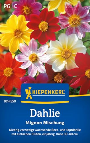 Kiepenkerl Dahliensamen Mignon Mischung 1014550, Blumensaat | Wuchshöhe 30-40 cm, Inhalt für 30 Pflanzen, kompakt