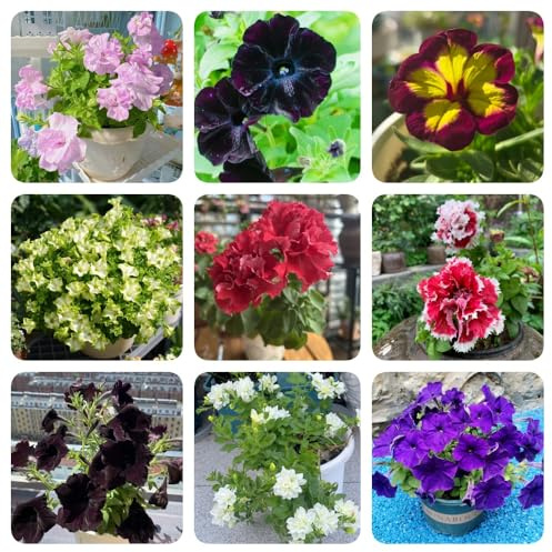 Semillas de petunia - resistentes para el jardín Petunia híbrida - jardín de perennes semillas raras regalos sostenibles Variedades antiguas 350pcs
