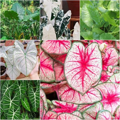 alocasia gartenpflanzen einfacher Anbau, gewächshaus bonsai pflanzensamen anzuchttöpfe topfpflanzen exotische grünpflanzen stauden heckenpflanzen für draußen 400samen