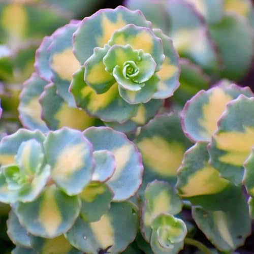fetthenne sedum, winterhart gartenkräuter seltene gartendeko wildblumensamen für sonnige plätze bodendecker 125samen