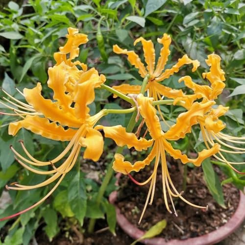 giglio ragno - Lycoris Radiata di decorazione giardino di 5bulbi