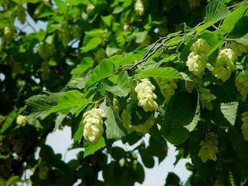 15 SEMI DI CARPINUS BETULUS CARPINO BIANCO