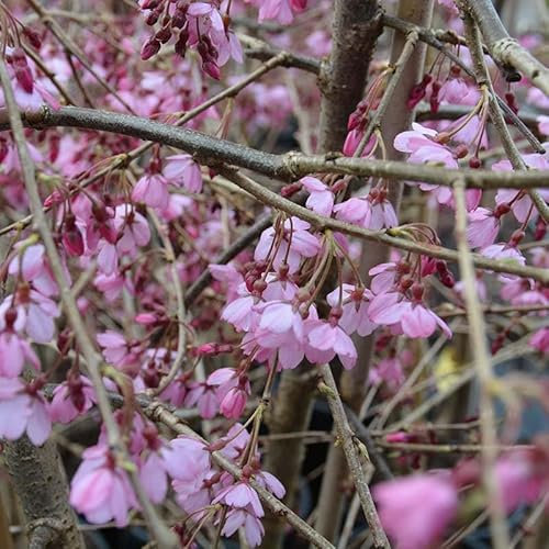 Vivai le Georgiche - Pianta vera di Prunus x subhirtella Pendula Rubra Prunus pendula 'Pendula Rubra' Ciliegio giapponese, Ciliegio da fiore - vaso Ø 23 cm - altezza alla vendita 100-120 cm