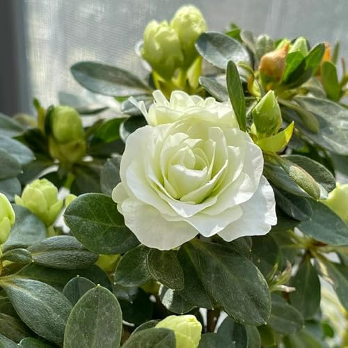 Semillas de azalea, semillas de variedades antiguas de rododendro resistente para el jardín de balcón 30pcs