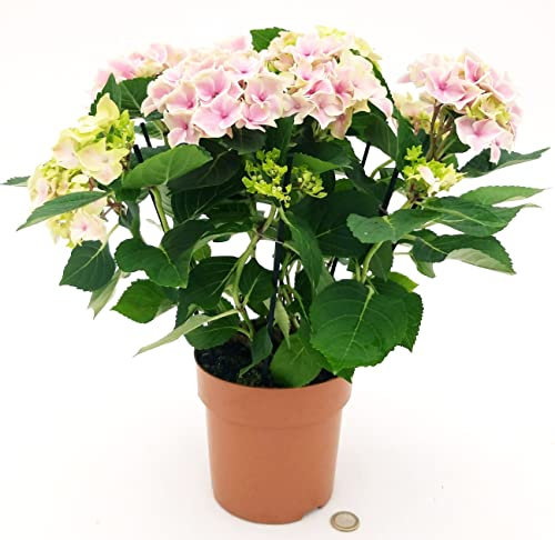 POWERS TO FLOWERS - ORTENSIA BICOLORE BIANCO-ROSSA, VASO 15 CM DIAMETRO, pianta vera