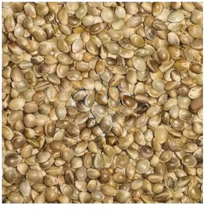 Dovita Vital Hanfsamen 3 kg, Futterhanf Vogelfutter für Pferde und Vögel | 100 % Hanfsamen – für Pferde, Tauben und Ziervögel