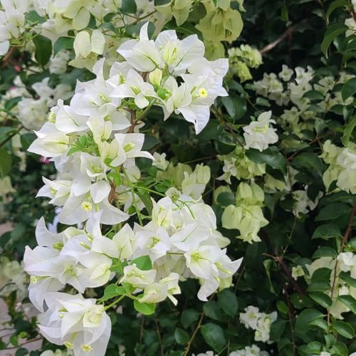 bougainvillea - blumenwiese mehrjährig drillingsblume bodendecker blumensamen mehrjährig winterhart hochbeet herbst deko wohnzimmer wiesensaatgut garten geschenk topfpflanzen draußen 450samen