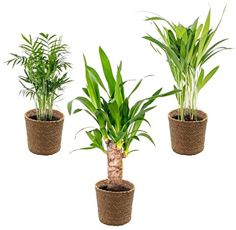 3x Mix di palme tropicali con cestino in erba marina – Facili da curare – ⌀12 cm – 20-45 cm