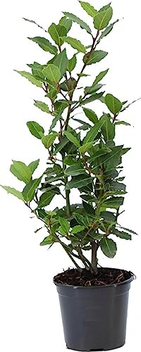 Laurel Árbol PREMIUM Natural Planta Viva de Hojas Aromáticas