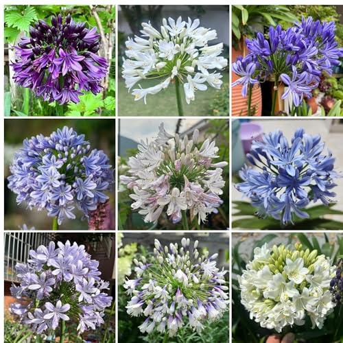 comprar semillas de agapanthus, raras, decoración de salón, lirio africano, variedades antiguas, resistentes al exterior, 50pcs