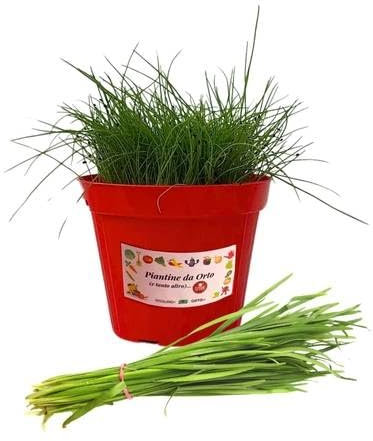 P. Piantine da Orto | Erba Cipollina, Pianta in Vaso Diametro 14 cm, Pianta Pronta per il Trapianto, Pianta Vera da Esterno, Piantina Aromatica per Balcone o Terrazzo, Vivaio Italiano