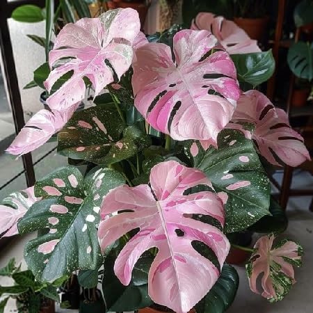 90 graines de plantes fraîches de Monstera