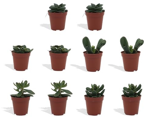 DutchLeafs Crassula Mix 10 Stück Verschiedene Mini-Sukkulenten - Topf 5,5 cm - Crassuloideae Dickblatt Sukkulent Kleine Pflanzen Sammlung Pflegeleichte Zimmerpflanzen - Höhe 8-15 cm