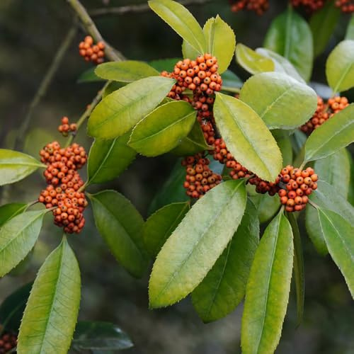semi di agrifoglio, semi di Ilex chinensis, Le sempreverdi sono resistenti giardino di arbusti decorazione del giardino per esterno 200pcs
