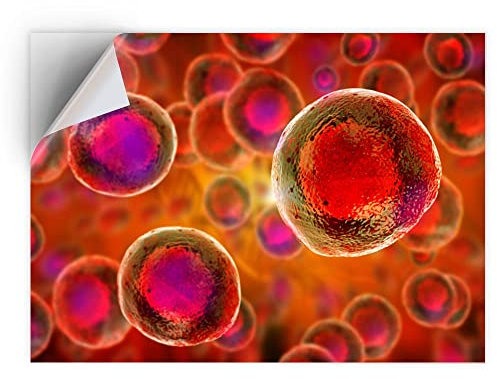 DV DESIGN 1 x Vinyl Sticker A5 - Rectangle Shape 15,8x21cm - Embryonic Stem Cells Biology Science Art Print Decal Laptop Tablet Luggage Car Bike Wall Fridge Door Sticker #16852