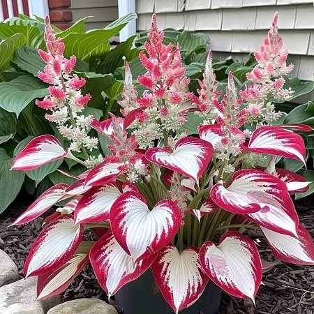 50pcs New Fresh Hosta Plant Seeds