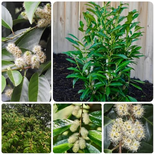 Semi di alloro ciliegio, per esterno resistenti all'inverno Prunus laurocerasus, da giardino resistenti perenni arbusti a crescita rapida 250pcs