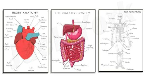 Poster Di Anatomia Del Cuore, Poster Di Anatomia Dell'Apparato Digerente, Poster Di Scheletro Umano, Arte Anatomica, Stampe Educative, Decorazioni Per La Casa E La Scuola 50X70Cmx3Pcs Senza Telaio