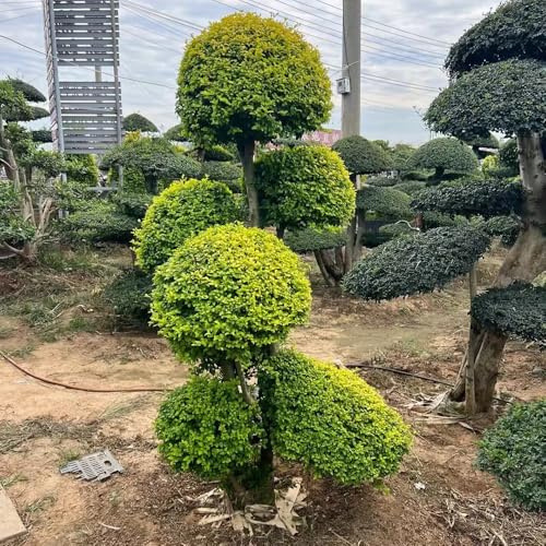 semi di siepe di ligustro d'appartamento che purificano l'aria ligustro resistenti per il giardino di aiuola rialzata da siepe da esterno 450pcs
