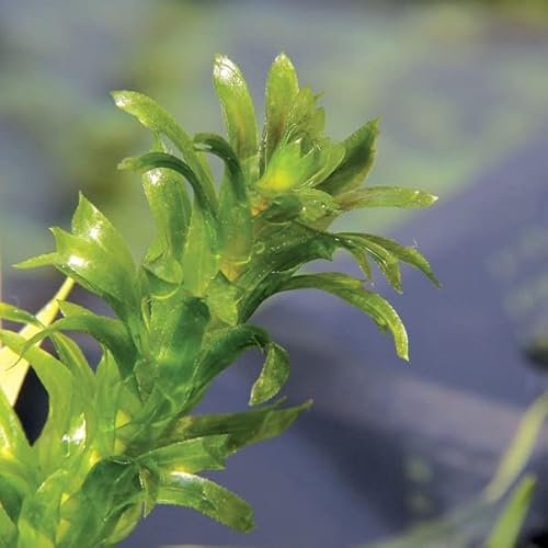Dennerle-Plants Dichtblättrige Wasserpest