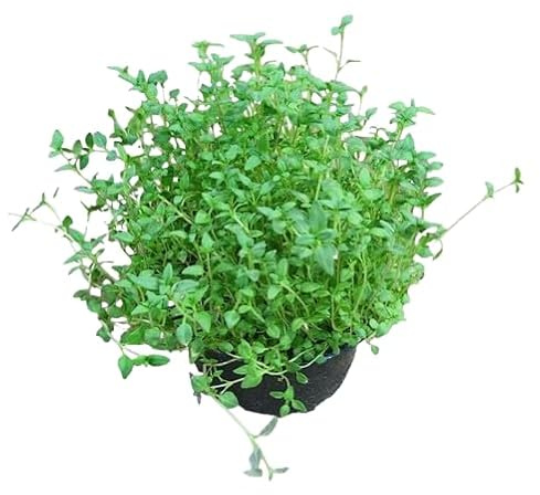 Thymus Vulgaris Planta del Tomillo Especial para Cocina Planta Aromática
