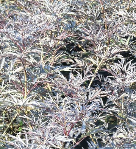Schwarz roter Holunder Sambucus nigra -Black Lace- Hochstamm 80-100 cm winterhart Freilandaufzucht