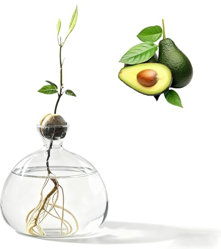 Vasi di Fiori in Vetro per Albero di Avocado, Vaso per Semi di Avocado, Vasi di Vetro per Fiori, Ideale come Decorazione per Tavolo, Ufficio, Casa 14*14CM