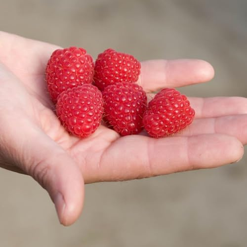 Raspberry Two Season - 12 x Canes | Enjoy Sweet Summer & Autumn Raspberries | British Bred, Heavy Cropping & Flavourful Fruit | Supplied Bare Root | Thompson & Morgan