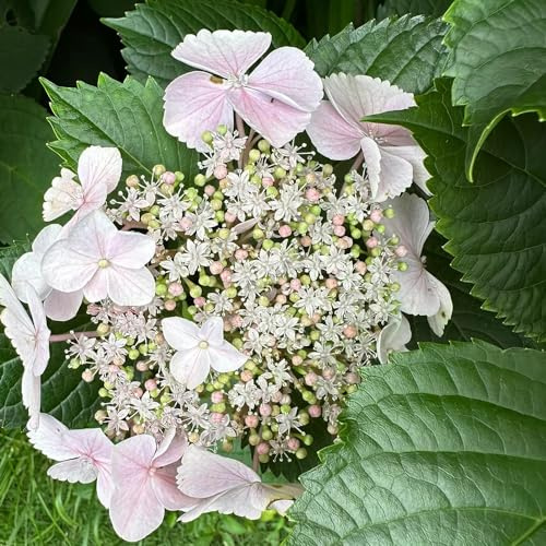 semi di ortensia Vecchie varietà resistenti raro d'appartamento esotiche balcone con interna recisi Giardino roccioso per 35pcs