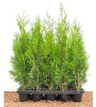 Lebensbaum Thuja occidentalis Smaragd 40 cm 100 Stück winterhart | 100 Stück, dichter Sichtschutz, formstabile Hecke, schnittverträglich, robust, für Gartengestaltung geeignet