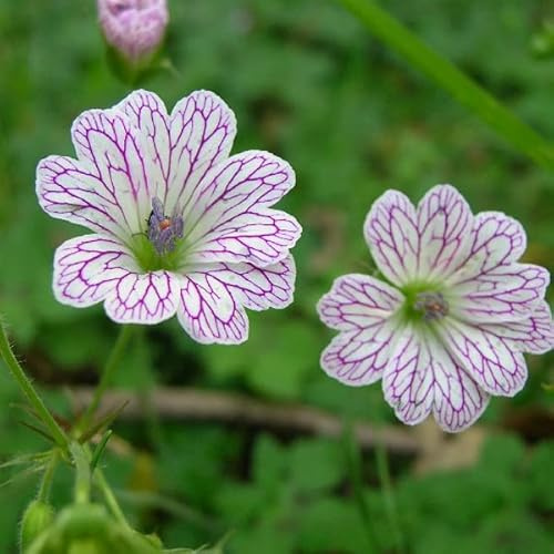 6 x Géranium vivace versicolor - Geranium Versicolor - Godet 9x9cm - Fleurs bicolores, compact, rocailles