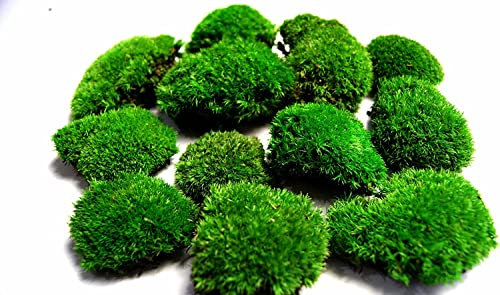 Hello Moss Konserviertes Moos Nach Gewicht - Deko Für Sie - Kugelmoos Konserviert Für Ihr Haus - Erstellen Sie Moosbild - Geeignet als Terrarium und Wälder im Glas (100g Hellgrün)