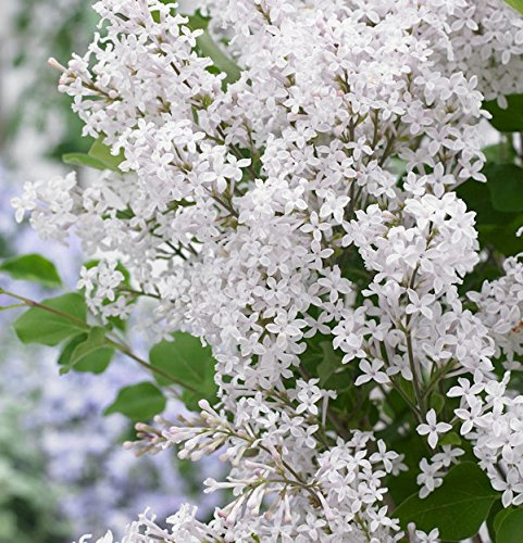 Zwergflieder Flowerfesta®White 30-40cm - Syringa - lebende Gartenpflanze aus den Baumschulen