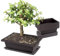 PRITOK 6 ciotole per bonsai: 23 x 17 x 8 cm, con vassoio, ciotola per bonsai in plastica profonda, vaso rettangolare per giardini, cortili, uffici, soggiorno, balconi