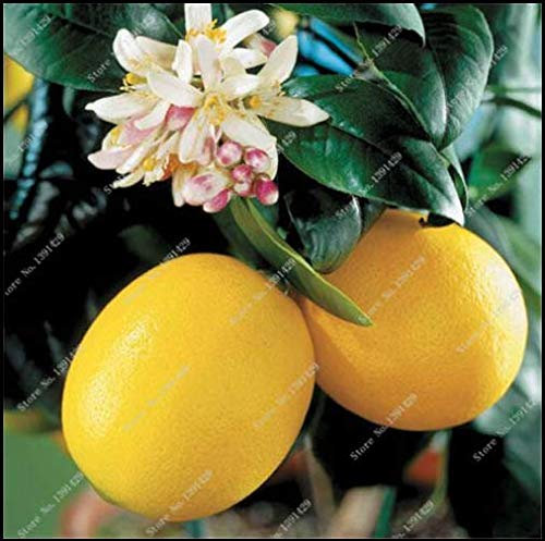 AGROBITS 20 Pz Meyer giardino della casa di limone TreeFruitBonsai New fai da te S G U
