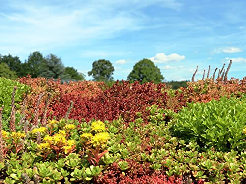 trockenresistente Dachbegrünungs-Mischung für Garagen, Steinmauern, Steine; mehrjährige Gründach Mischung aus 47 Blumensamen & 7 Gräser (8000 Samen) (12 Quadratmeter)