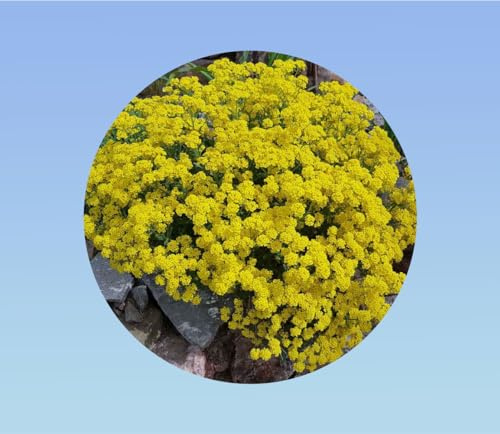 graines alysse SAXATILE corbeille JAUNE OR 550 graines - Alyssum saxatile Compactum - fleurs rampantes - tapis de fleurs