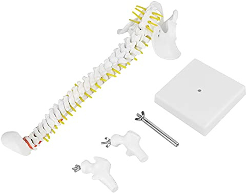 YWBL-WH Modello Colonna Vertebrale 45cm Flessibile con Vertebre Nervi e Bacino per Studio Anatomia e Didattica Medica