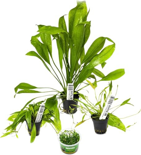 INVITAL Aquarium Pflanzen Set mit 4 verschiedenen Echinodorus-Pflanzen Ø 5,5 cm