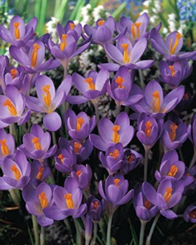 500 Botanische Krokusse Barr's Purple Blumenzwiebeln Crocus