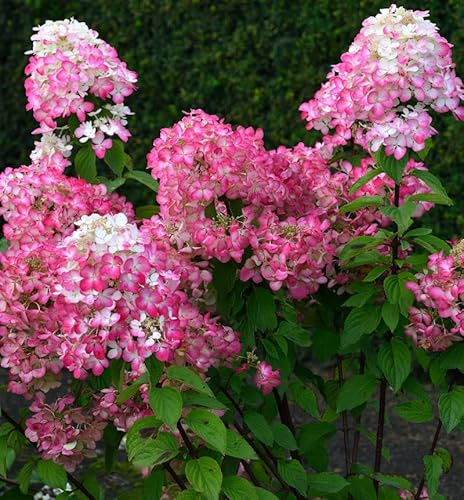 Hochstamm Rispenhortensie Bloody Merry 60-80cm - Hydrangea paniculata - lebende Gartenpflanze aus den Baumschulen