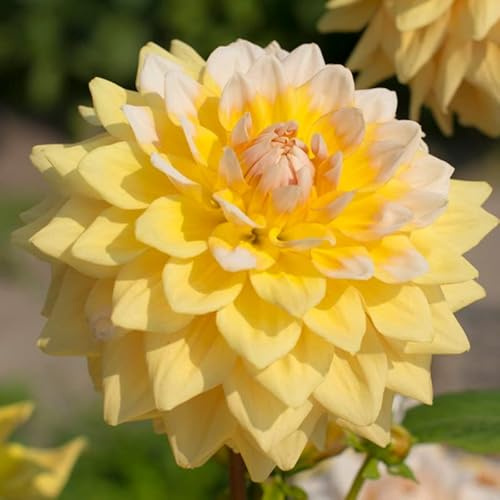 Dahlie Seattle | 1 Stück | Knolle | Gelb | Weiß | 100% Blütegarantie | QFB Gardening