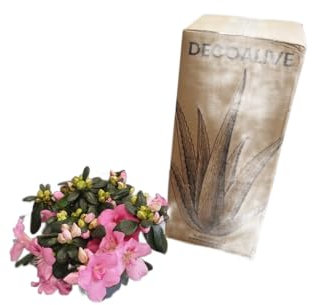 DECOALIVE Planta Natural Azalea Rosa – Ideal para Interiores y Exteriores