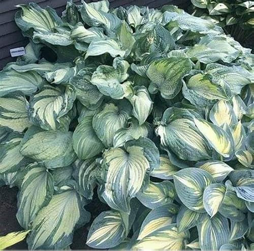 Hosta Bulbs Mix for Slae/Hosta Plant Root Excellent Display Indoor Perennial Balcony Garden Bulbs Can Be Potted-6bulbs-U