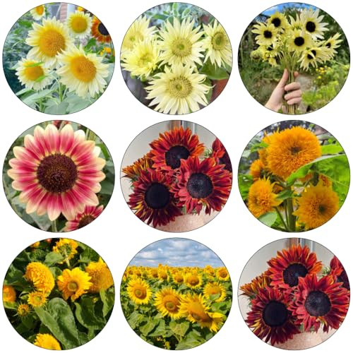 sonnenblumen zimmerpflanze topfpflanzen draußen winterhart schnittblumen kräutersamen winterharte stauden dauerblüher sommerblumen exotische zimmerpflanzen pflanzendeko frühlingsblumen 600samen
