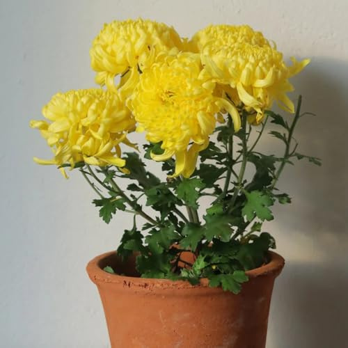 Semillas de crisantemo, semillas de silvestres semillas de jardín de rocas Decoración de jardín 90pcs