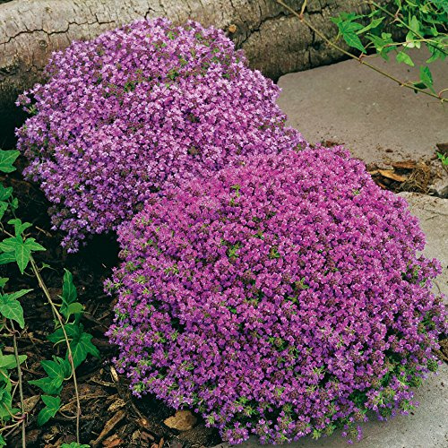 GARTEN SCHLÜTER® Rosa Thymian - Wilder Feldthymian - 5 Stück