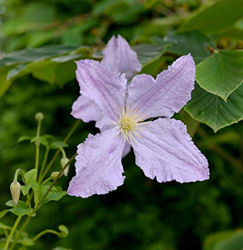 Robuste Waldrebe Blekitny Aniol - Blue Angel 40-60cm - Clematis